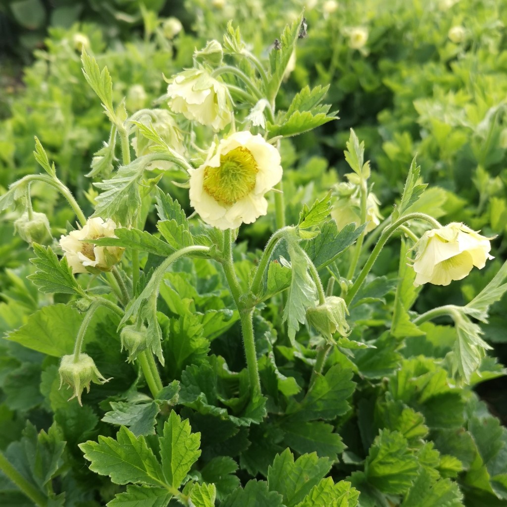 Geum rivale 'Tales of Hex'